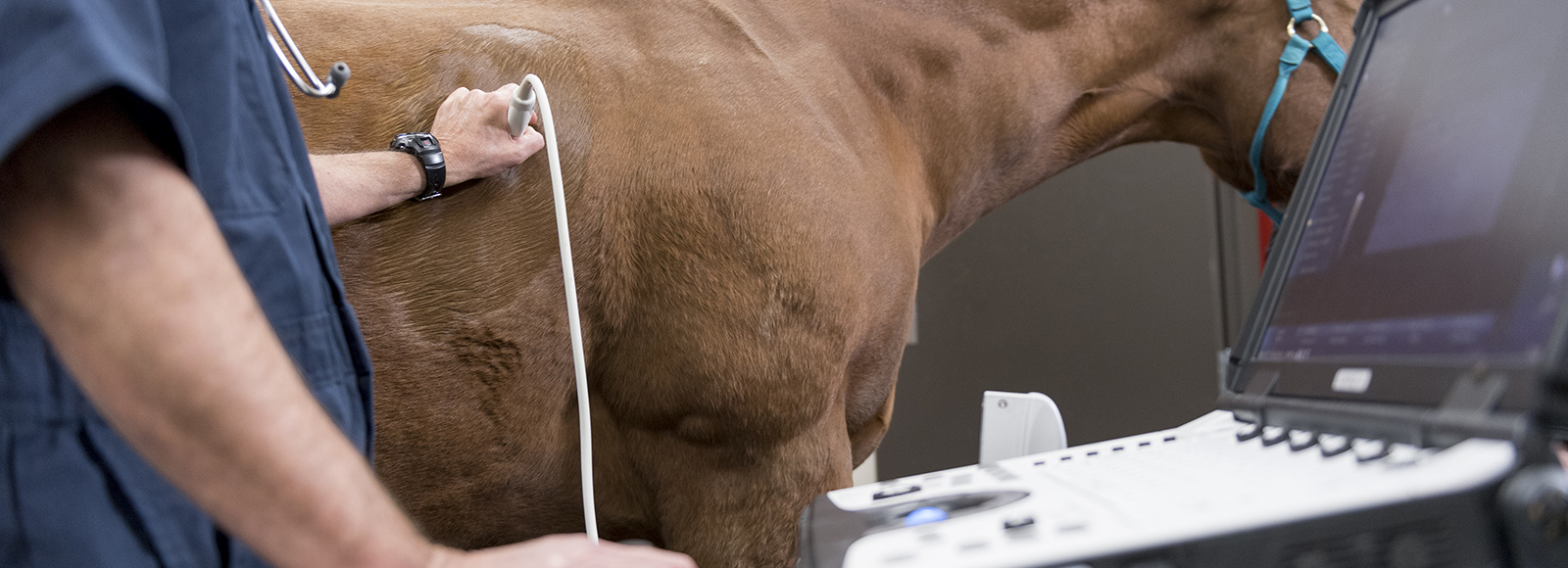 Horse_exam_Blog3_20171027_ICVA_4143.jpg Image